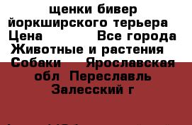 щенки бивер йоркширского терьера › Цена ­ 8 000 - Все города Животные и растения » Собаки   . Ярославская обл.,Переславль-Залесский г.